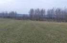 Teren 10.000 mp si casa in Stolinici Arges - 6