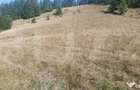 Teren extravilan, 50.000 mp, zona Vatra Dornei - Vatra Dornei (Suceava) - 1