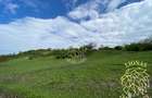 Teren 5000 mp-ideal investitie-Ghinda - 1