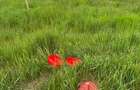 Teren 1Decembrie ._LDL