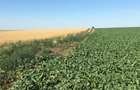 Vand teren agricol 103 ha compact in Judetul Timis