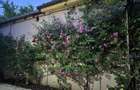 Vand Casa zona Calea Dumbravii-strada Bacovia 585.000 - 7
