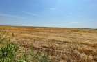 Vand teren agricol 103 ha compact in Judetul Timis - 7