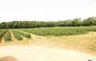 Casa cu teren 4,3 hectare in Livada ( ID 22148) - 6