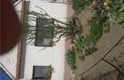 Imobiliare,casa si gradina - 7