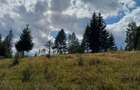 Teren extravilan Campu lui Neag(Fe?ele Topli?ei)-judetul Hunedoara - 4