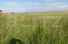 Teren intravilan, 1020mp ,cu autorizatie de construire, in Aiton - 2