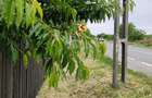 Casă individuală cu 5 camere cu Teren 550 Mp în Somova - 3