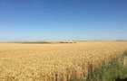 Vand teren agricol 103 ha compact in Judetul Timis - 3