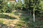 Vand teren cu livada pe rod 1500 mp