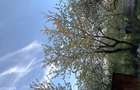 Vand teren in Adancata, jud. Suceava - 1
