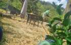 Casa Verde de vanzare! - 4
