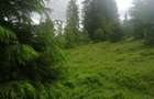 Teren de vanzare Belis1300mp Strada principala Intravilan - 7