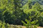 Teren Breb Maramures