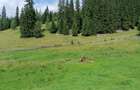 Vand teren la munte Bucovina