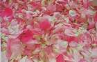 TEREN CU PLANTA?IE DE TRANDAFIRI ,,ROSA DAMASCENA,\ \CARANSEBE?\JUD.CS - 2