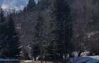 Teren intravilan 3900mp,39arii Borsa Maramures,65000euro - 1