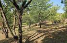 Vila Rustica Teren 3010 Mp Iasi Nicolina Belvedere Aleea Tudor Neculai