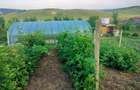 Teren intravilan in loc. Buznea - 2