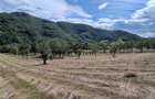 Teren+Casa Mihaileni - 14
