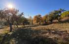 Livada 1 ha - zona de vis aproape de intravilan