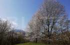 Teren 2500 mp, la strada, Ceahlau,, locatie perfecta - Ceahlau (Neamt)