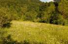 Vand teren 6000mp, com Crasna, jud. Covasna - 2