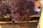Apartament cu 2 camere Targu Mures, str. Budiului (Zona Izvor Lidl Gara) - 5