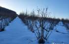 Teren nucifer cu plantatie de aluni, sat Frata, jud. Cluj - 10