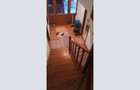 De vânzare: Vilă 3 camere, curte individuală – Zona Tei (Sector 2) - 6