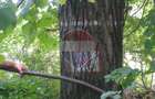 DE VANZARE FOND FORESTIER PRIVAT | 100,9 ha | Jude?ul Suceava