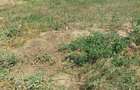 Vand teren agricol in intravilanul comunei Romanu - 1
