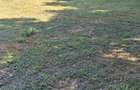 Vand Teren loc. Sandra, Timis - 4