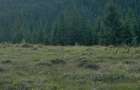 50 hectare teren | Moldova-Sulita | Potential turistic si agricol - 9