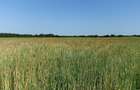Proprietar vand 2.88 ha teren agricol Hitias (Buzias) - 28.500