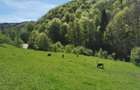 Teren - Pestera Tausoare - 7