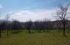 teren in Timi? zona de munte Valea lui Liman - 4