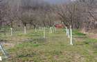 Teren intrare Herculane,E 70 Herculane-Orsova - 2
