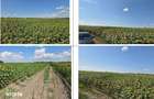 Teren Golaiesti ID: R3402828 - 2