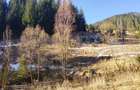 Teren de 1500 mp, în Bicazu Ardelean - 4