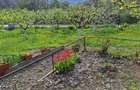 Casa P+M, direct proprietar, teren 2093 mp - 5