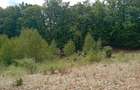 Teren de 3500 mp, în Valea Babei - 6