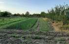 Teren intravilan agricol