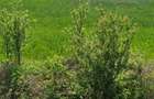 Teren de vanzare Calugareni - Giurgiu