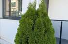Apartament 2 camere de vanzare - Darwin Residence - 10