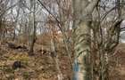 Teren extravilan impadurit, 8271 mp ideal pentru investitie. - 4