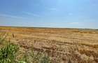Vand 103 Ha Teren Agricol compact in Judetul Timis - 11