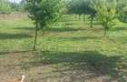 Vand teren intravilan 2000 mp cu 30.73 mp front stradal- Sat Nou , Comuna Ileana - 3