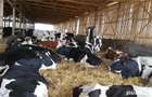 Ferma de vaci functionala, cu autorizatii la zi, de 1200 capete - 2