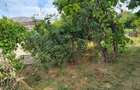 Casă cu 3 camere cu Teren 1200 Mp în Goruni - 4